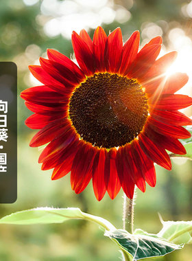 鸿运向日葵种子红色葵花籽多头切花文森特泰迪熊观赏阳台盆栽春播