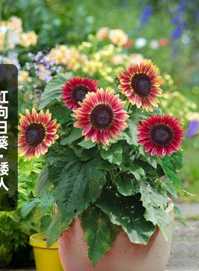 红色向日葵/矮人种子20粒红色渐变转日莲花籽可切花阳台盆栽春播