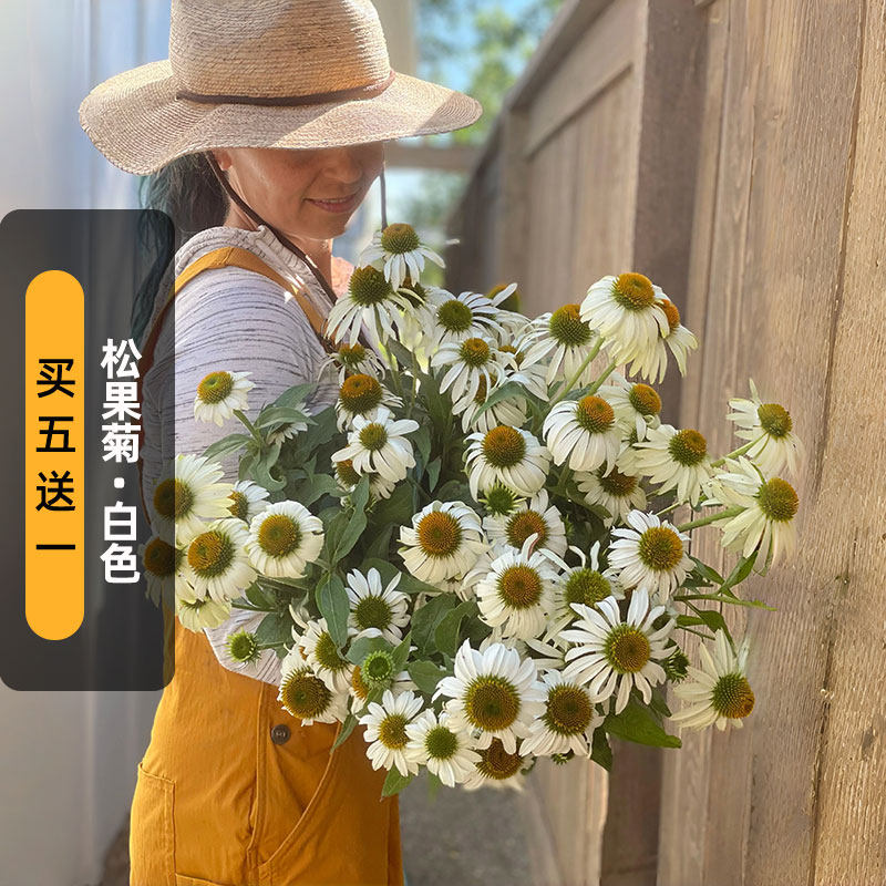 白色松果菊种子紫锥菊花籽多年生宿根长花期可切花阳台盆栽春秋播
