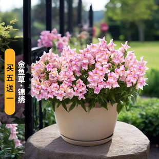 进口（矮）金鱼草种子锦绣系列Snapshot洋彩雀龙头花籽盆栽春秋播