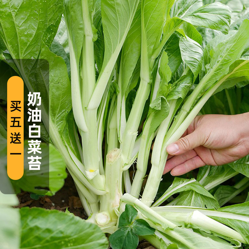 奶油白菜苔种子5克广东菜心高产菜薹蔬菜种籽田园盆栽春秋播