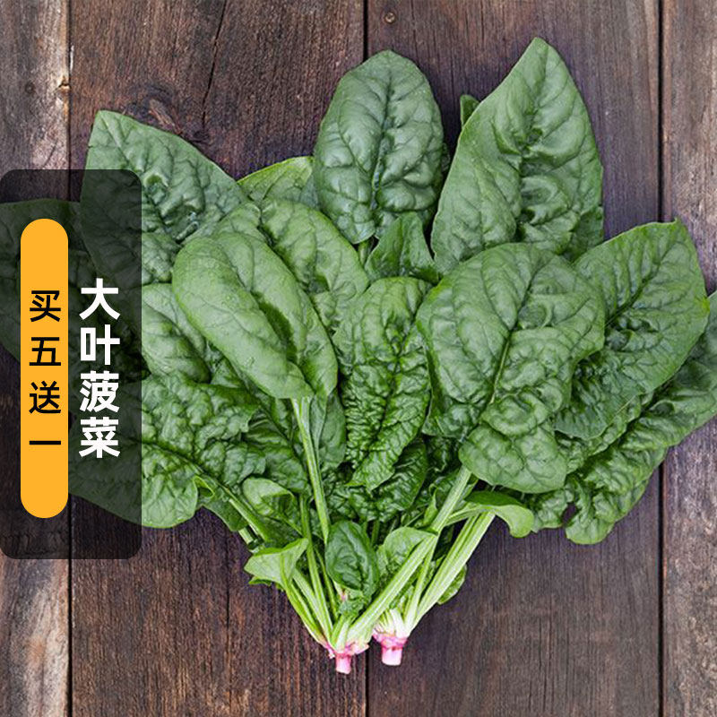 大叶菠菜种子10克红根菜鹦鹉菜飞龙菜蔬菜种籽田园阳台盆栽春秋播