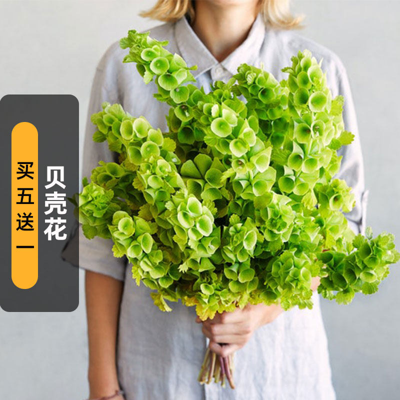 贝壳花种子50粒象耳领圈花种籽可干切花花坛室外阳台盆栽春季播种