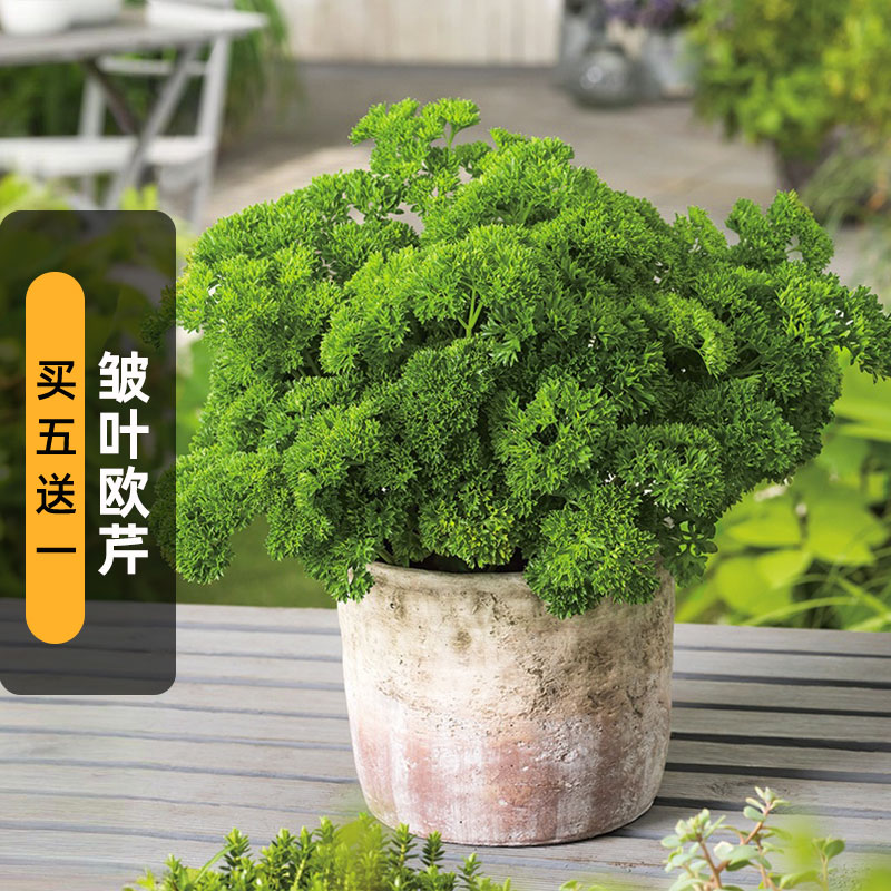 皱叶欧洲香芹种子法国香菜