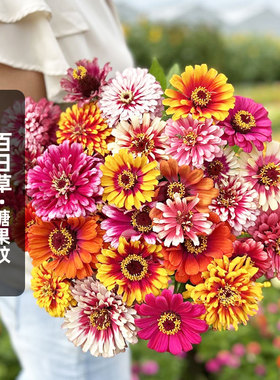 糖果纹百日草种子100粒 Swizzle 狂欢对叶菊火球花籽阳台盆栽春播