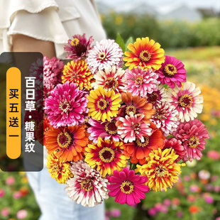 糖果纹百日草种子100粒 Swizzle 狂欢对叶菊火球花籽阳台盆栽春播