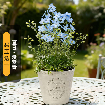 进口（矮）大飞燕草种子夏日/淡紫青Blues翠雀花种籽盆栽春秋播
