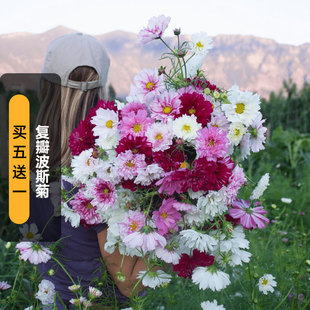 复瓣波斯菊种子100粒混色重瓣双击格桑花籽切花长花期盆栽春播