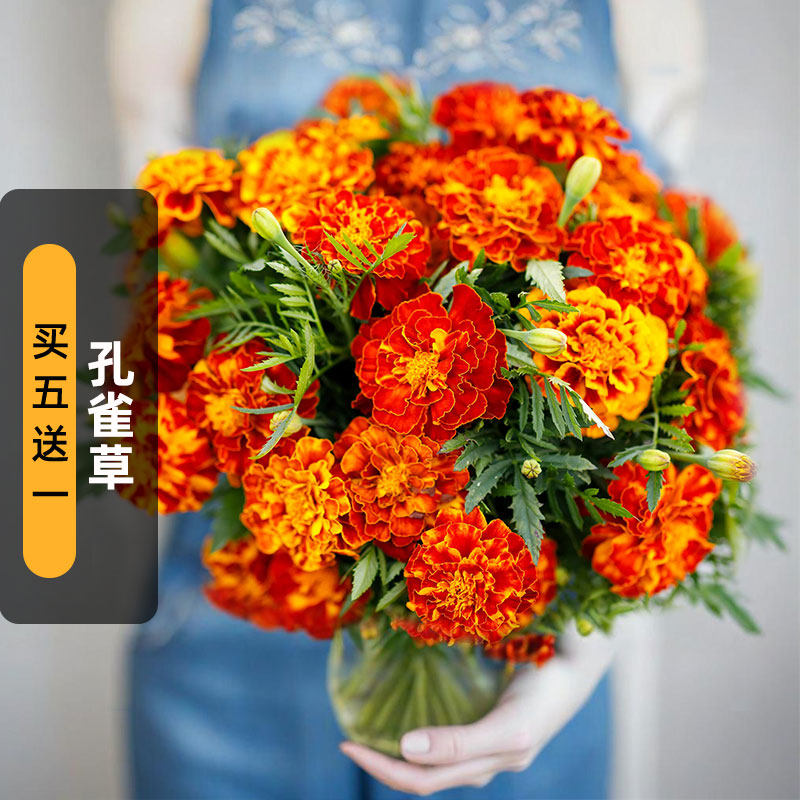 孔雀草种子100粒红黄草小万寿菊花籽长花期花坛阳台盆栽易种春播