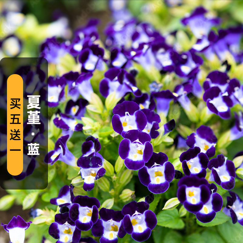 深蓝夏堇种子100粒蓝猪儿兰蝴蝶草籽长花期耐热室内阳台盆栽春播
