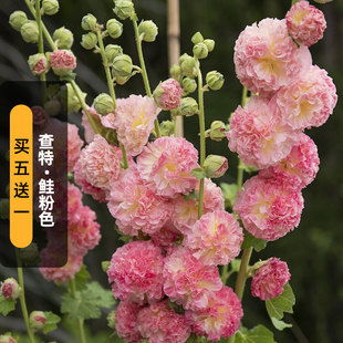 进口蜀葵种子查特/鲑粉色桃子与梦重瓣斗篷花籽多年生宿根春秋播