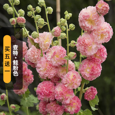 进口蜀葵种子查特/鲑粉色桃子与梦重瓣斗篷花籽多年生宿根春秋播