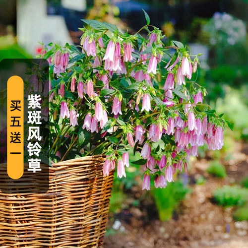 进口紫斑风铃草种子卢布吊钟花切花宿根花卉 多年生盆栽春秋播