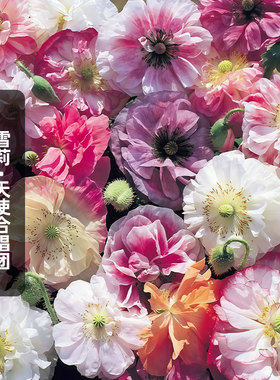 进口雪莉虞美人种子天使合唱团Angels Choir重复瓣切花盆栽春秋播