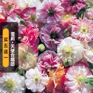 进口雪莉虞美人种子天使合唱团Angels Choir重复瓣切花盆栽春秋播