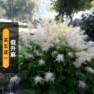 进口假升麻种子goat's beard新娘的羽毛山羊胡子多年生宿根春秋播