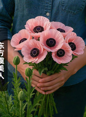 进口东方虞美人种子鲑鱼红色Oriental Poppy多年生切花盆栽春秋播