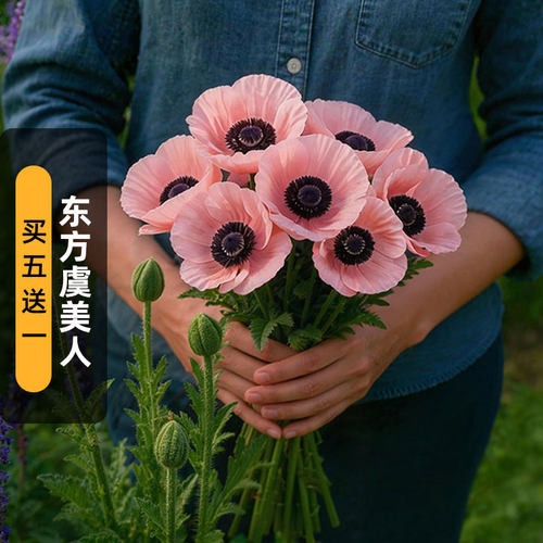进口东方虞美人种子鲑鱼红色Oriental Poppy多年生切花盆栽春秋播