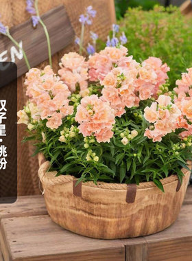 进口重瓣金鱼草种子双子星/桃粉色Twinny Peach矮龙头花盆栽秋播