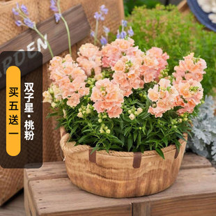进口重瓣金鱼草种子双子星/桃粉色Twinny Peach矮龙头花盆栽秋播