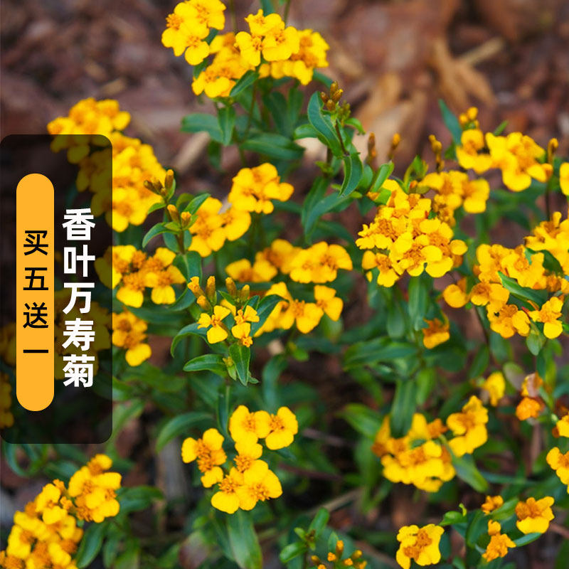香叶万寿菊种子驱蚊食用柠檬墨西哥龙蒿薄荷花籽阳台盆栽春季播