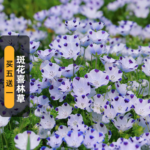 斑花喜林草种子三色幌菊五个点