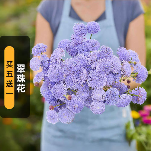 翠珠花种子蓝蕾丝花蓝饰带花