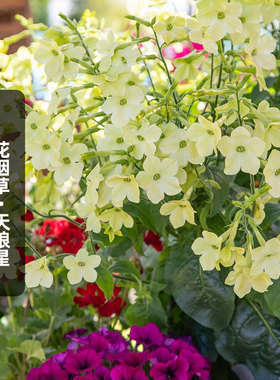 进口花烟草种子天狼星/青柠绿Sirius(中高型)长花期切花盆栽春播