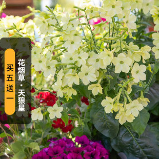 进口花烟草种子天狼星/青柠绿Sirius(中高型)长花期切花盆栽春播