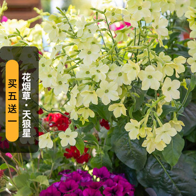 进口花烟草种子天狼星/青柠绿Sirius(中高型)长花期切花盆栽春播