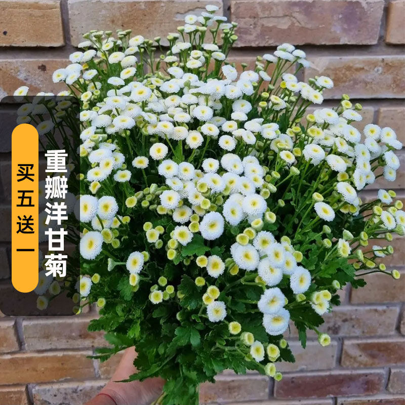 重瓣洋甘菊种子200粒Snowball雪球欧香菊籽长花期阳台盆栽春秋播
