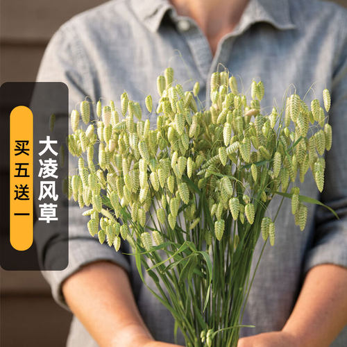 凌风草种子QuakingGrass银铃草