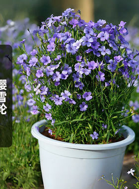 樱雪轮花种子100粒蓝色小麦仙翁鞠翠菊花籽矮生室外阳台盆栽春播