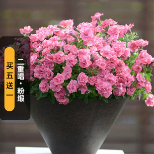 进口重瓣矮牵牛种子二重唱/粉缎Satin Pink矮生多花盆栽春秋播