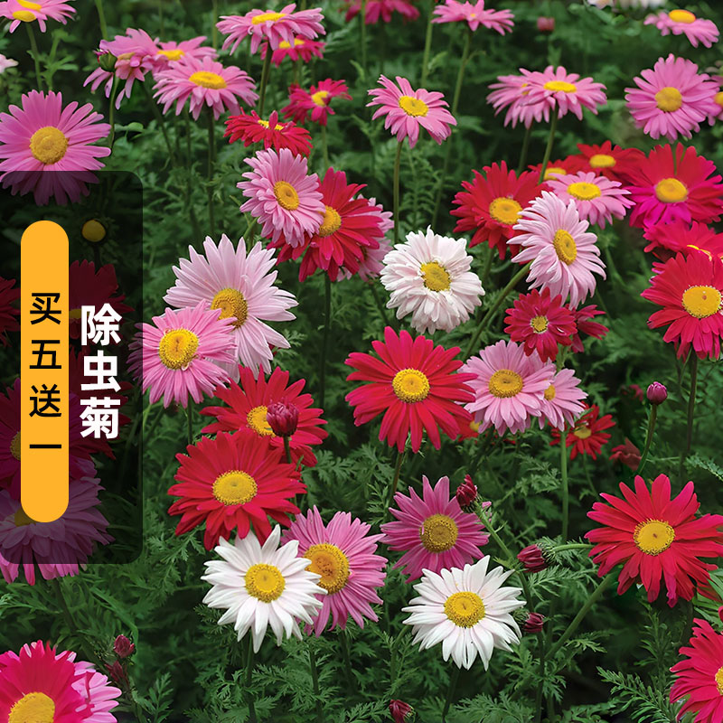 除虫菊种子100粒观花驱虫草种籽多年生可切花室外阳台盆栽春秋播