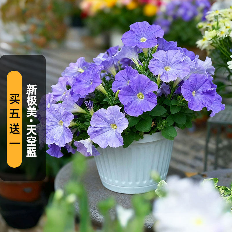 进口矮牵牛种子新极美/天空蓝Tritunia系列大花型矮生盆栽春秋播