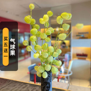 气球果种子50粒钉头果河豚果风船唐棉种籽观果可切花阳台盆栽春播