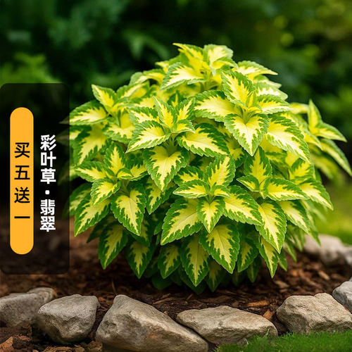 进口彩叶草种子奇才/翡翠Wizard Jade观叶植物五彩苏阳台盆栽春播