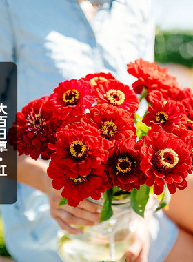 大花百日草种子100粒深红色火球花对叶菊花籽切花盆栽春播