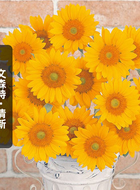 Sakata向日葵文森特2清新 Fresh种子5粒葵花籽切花