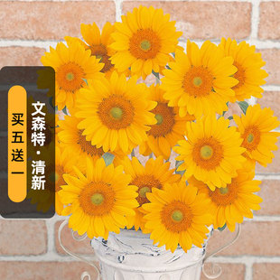 Sakata向日葵文森特2清新 Fresh种子5粒葵花籽切花