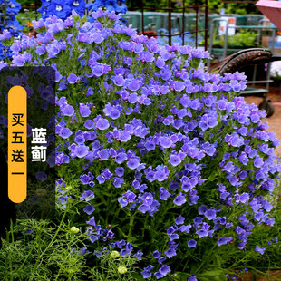 蓝蓟种子100粒蝰蛇牛舌草种籽长花期观花可切花花坛室外盆栽春播