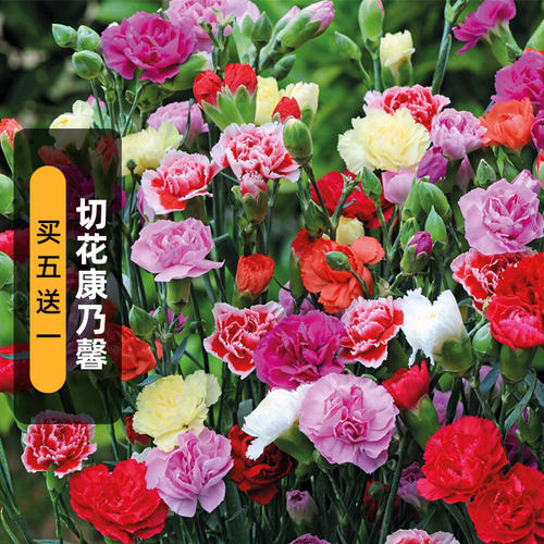 石竹花重瓣销量排行榜 石竹花重瓣品牌热度排名 小麦优选