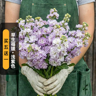 进口切花紫罗兰种子早生福媛/浅紫色Early Iron重瓣浓香盆栽春播