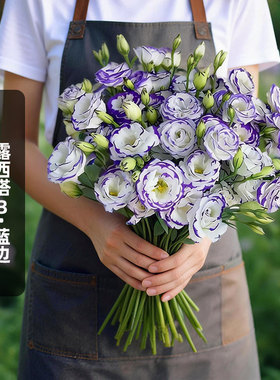 SAKATA进口洋桔梗种子露西塔3/蓝边白底紫边重瓣切花盆栽春秋播