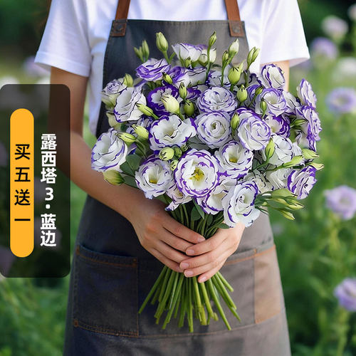 SAKATA进口洋桔梗种子露西塔3/蓝边白底紫边重瓣切花盆栽春秋播