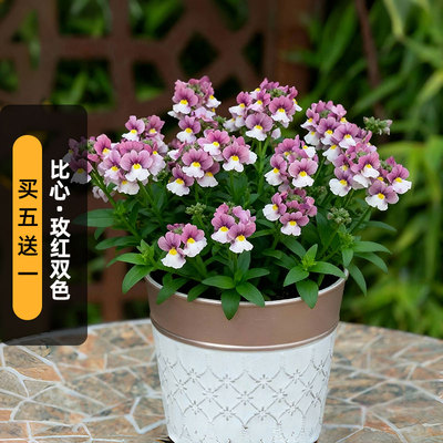 进口龙面花种子比心/玫红双色Pretty Please强香矮生盆栽春秋播