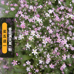 香花满天星种子淡粉色玫瑰胭脂切花霞草婴儿呼吸种籽宿根盆栽秋播