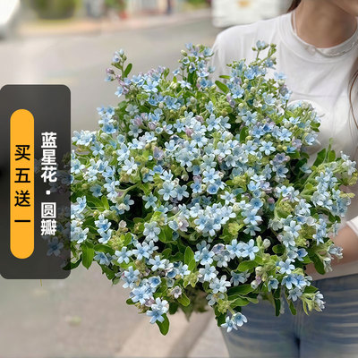 【国产】蓝星花种子10粒Tweedia天蓝圆瓣木琉璃唐锦切花盆栽春播