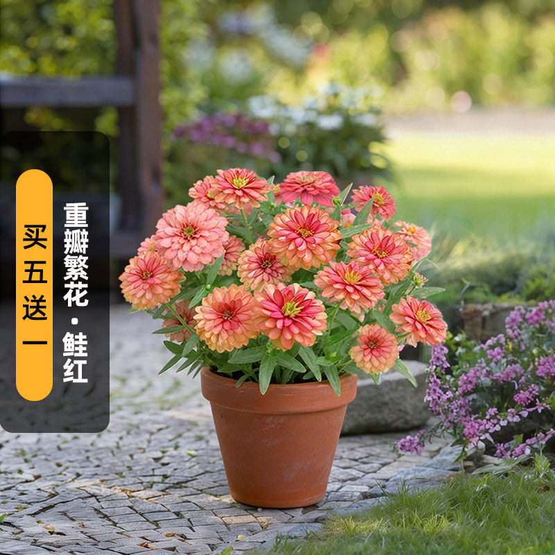 进口百日草种子（重瓣）繁花/鲑红色矮生渐变色花卉阳台盆栽春播